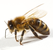 H. Bee