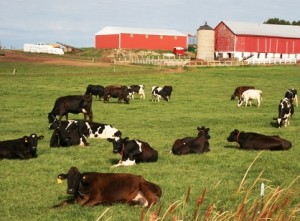 cows-in-the-pasture-of-a-wisconsin-dairy-farm-wi1391