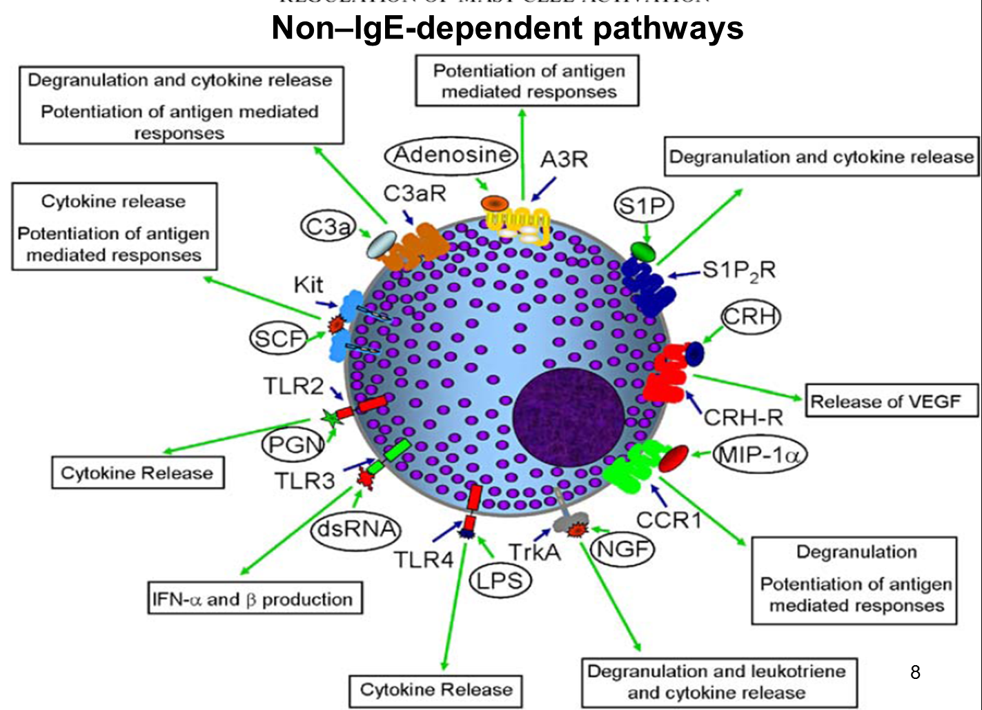 Ανεξάρτητη από IgE αποκοκκίωση μαστοκυττάρου