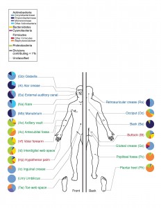 Απεικόνιση του ανθρώπινου σώματος και των βακτήριων που κυριαρχούν