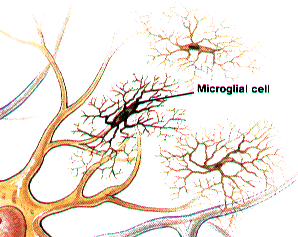 Μικρογλοιακά κύτταρα στο ΚΝΣ