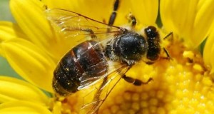 ΚΑΛΟΚΑΙΡΙΝΑ ΤΣΙΜΠΗΜΑΤΑ (μέρος 1): Ενδιαφέρουσες γνώσεις και Χρήσιμες συμβουλές για τις μέλισσες και τις σφήκες