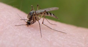 ΚΑΛΟΚΑΙΡΙΝΑ ΤΣΙΜΠΗΜΑΤΑ (μέρος 2ο):  Χρήσιμες συμβουλές για τα κουνούπια και τον ιό του Δυτικού Νείλου